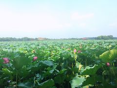 -荷塘月色湿地公园·向阳花洲
