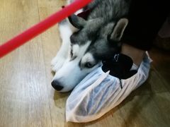 -Husky Go! 哈士奇体验馆·宠物咖啡厅狗咖