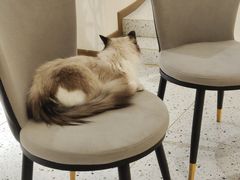 -猫域·湾主题猫咖·宠物吧(南坪城市广场店)