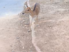 -清迈夜间动物园