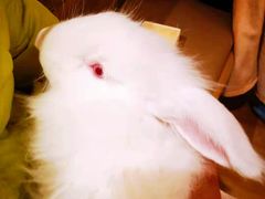 -猫猫幼稚园·撸猫·桌游·电玩