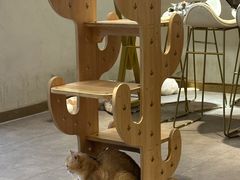 -飞行喵MR PILOT|猫舍·猫咖(静安大融城店)
