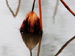 -大宁郁金香公园-停车场