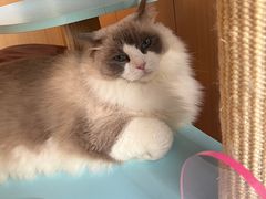 -MOCHA明星猫咖(田子坊店)