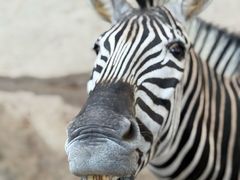 -泉州海丝野生动物世界