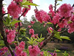 -南国桃园旅游度假区