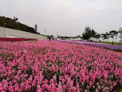 -野狸岛