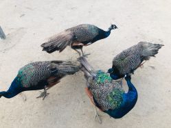 -萌宠亲子动物乐园(槐房万达店)