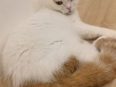 -有喵·猫咖·狗咖·30几只猫10只小狗(岗厦店)