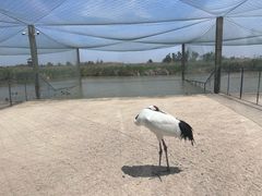 -盐城丹顶鹤湿地生态旅游区