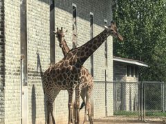 -石家庄市动物园