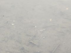 -中澳友谊花园