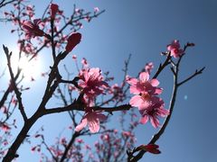 -厦门园林博览苑