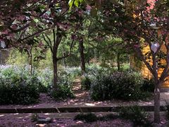 -莱阳濯村樱花园