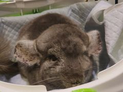 -雨林宠物医院 非犬猫异宠专科