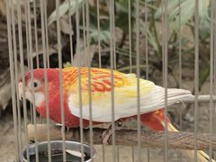 -南宫五洲植物乐园