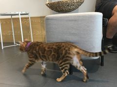 -Heymao猫咖.咖啡厅(东门店)