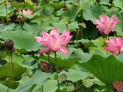 -芸海阁·农家私房菜(沙家浜景区出口店)