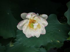 -陈家山荷花公园
