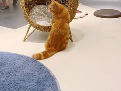 -飞行喵MR PILOT|猫舍·猫咖(静安大融城店)