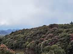 -贵州百里杜鹃风景名胜区