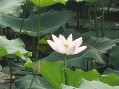 -荔湾湖公园