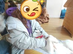 -Husky Go! 哈士奇体验馆·宠物咖啡厅狗咖