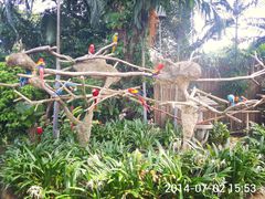 -新加坡飞禽公园