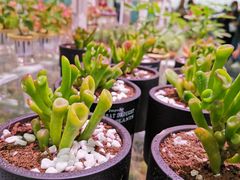 -KKV(深圳宏发大仟里店)