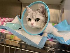 -凯特喵百思猫专科医院