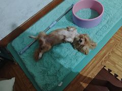 -佳雯宠物医院·皮肤科·内外科(春晓路分院)