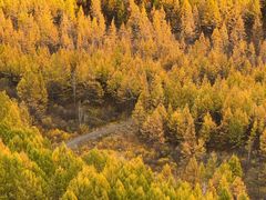 -莫尔道嘎国家森林公园