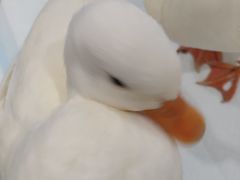 -白夜2D咖啡馆