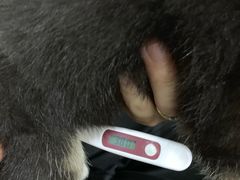 -美联众合爱康动物医院•复杂内科•肿瘤科•牙科•腔镜诊疗中心