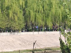 -桃花堤公园