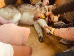 -Husky Go! 哈士奇体验馆·宠物咖啡厅狗咖
