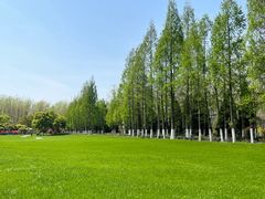 -合肥滨湖国家森林公园