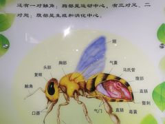 -上海昆虫博物馆