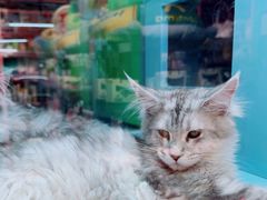 -FAELING PETS美天灵宠物(合生汇店)