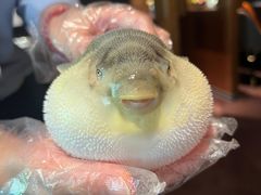 -肆月河豚·淮扬菜·湘菜(华天店)