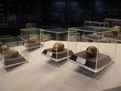 -北京周口店北京人遗址博物馆