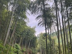 -莫干山风景区
