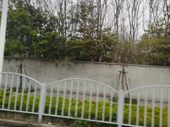 -上海滨江森林公园