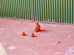 -杭州野生动物世界