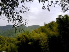 -宁波浙东大竹海景区