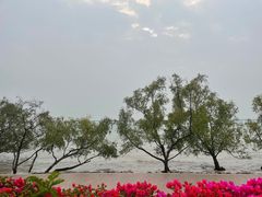 -宝安西湾红树林湿地公园