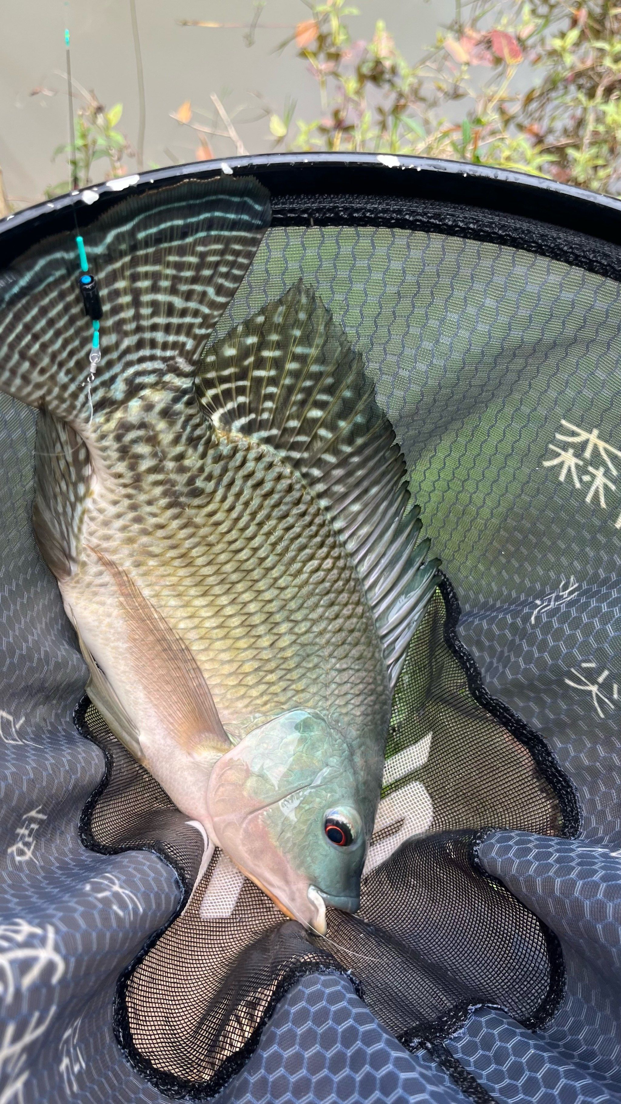 春日垂钓的第一条淡水罗非鱼