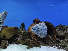 -御唐府海珊瑚主题餐厅