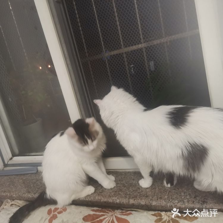 从救助到成为猫奴，从无奈到不舍只是不经意间
