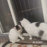 从救助到成为猫奴，从无奈到不舍只是不经意间